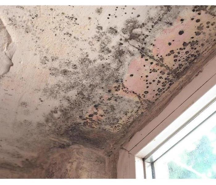 Black mold covering the ceiling.